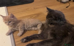 Maine Coon cats for sale: ✨Stunning Maine Coon Kittens Champion Bloodline!✨ - Image 24