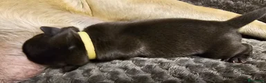 Pug 7