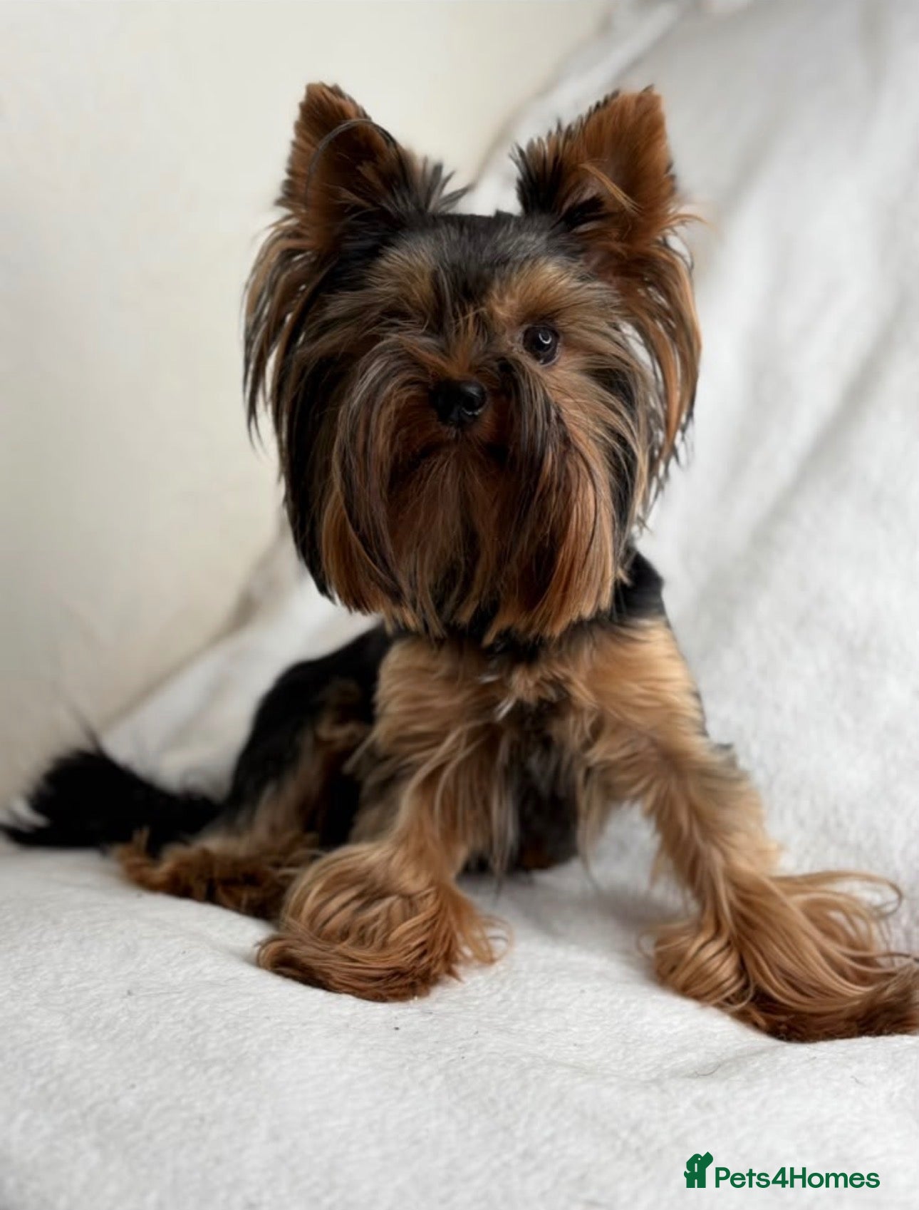 Yorkshire Terrier dogs Beautiful Male KC - Advert 22