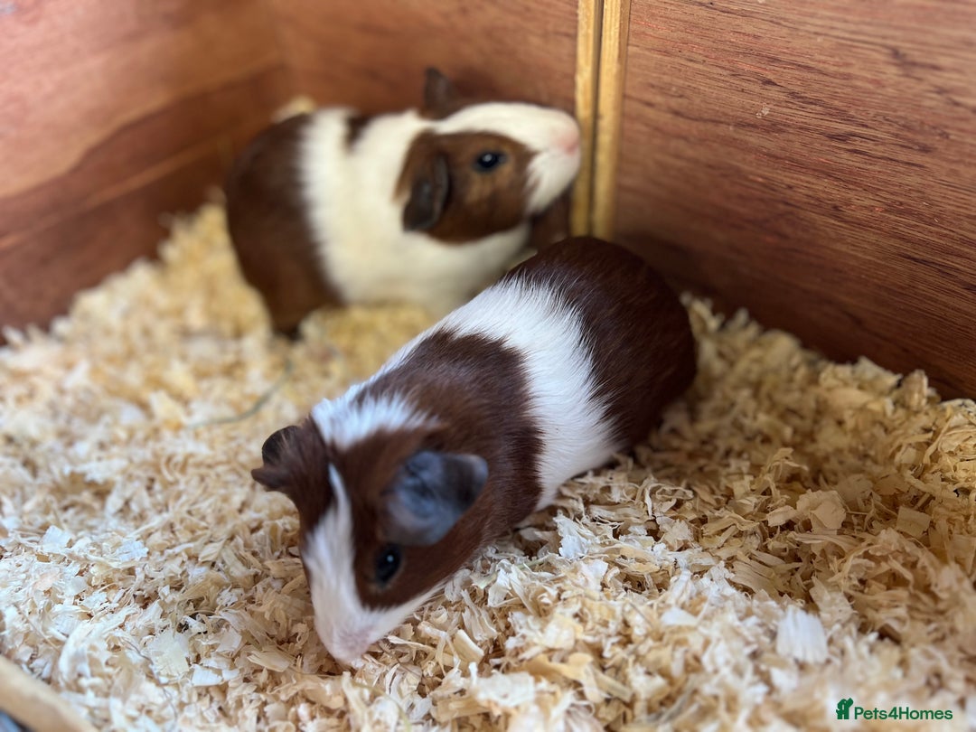 Guinea Pig rodents for sale: Pair of bonded brothers  - Image 10