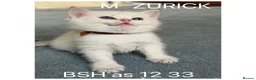 British Shorthair cats for sale: British sh odd/blue eyed adorable kittens GCCF  - Advert 9
