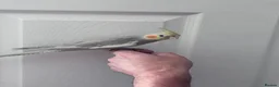 Cockatiels birds for sale: Baby hand tame cockatiel  - Advert 5