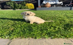 Labrador Retriever dogs for sale: Labrador retriever - Image 5