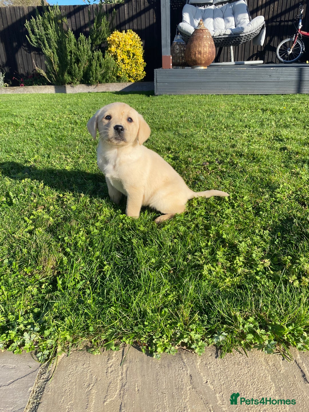 Labrador Retriever dogs for sale: Labrador retriever - Image 5