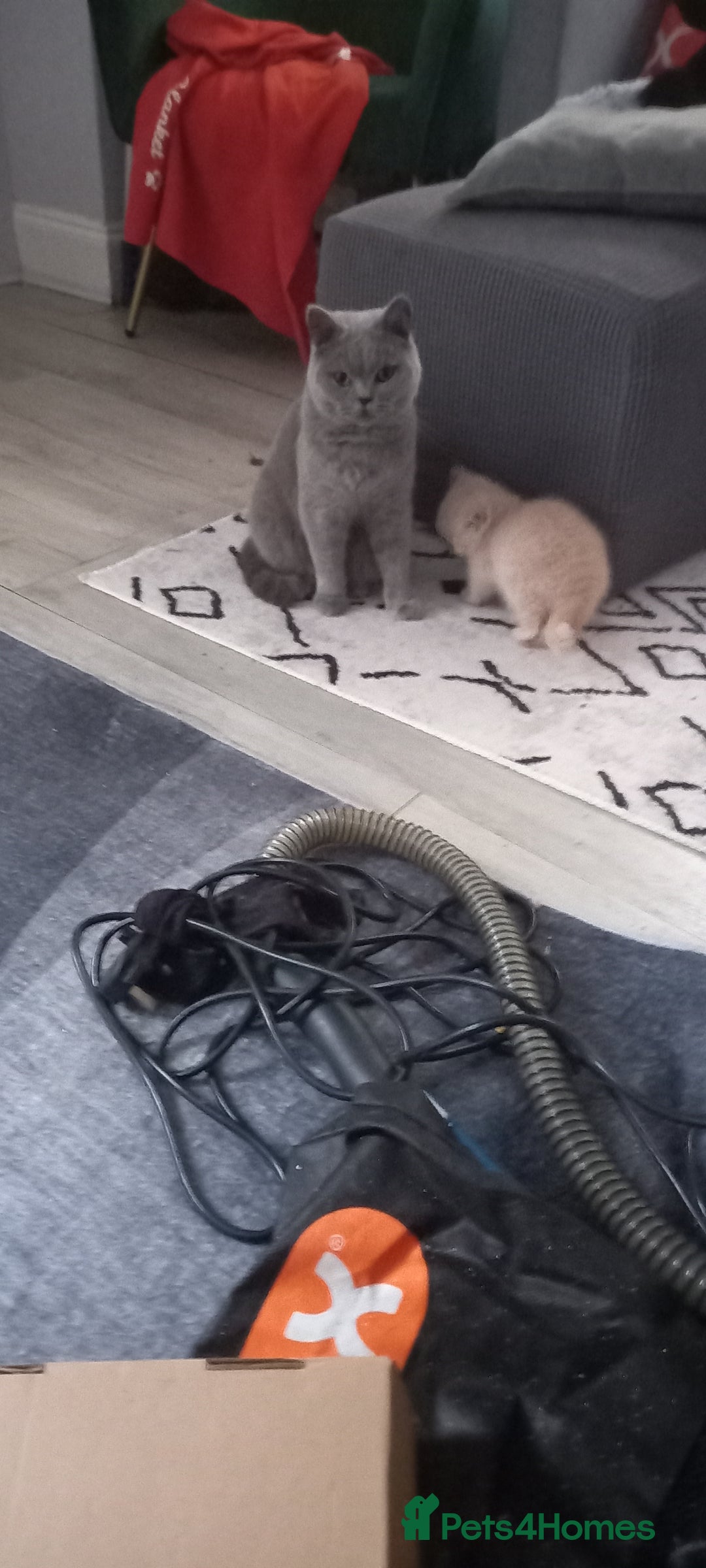 British Shorthair cats for sale: British Shorthair - Image 2