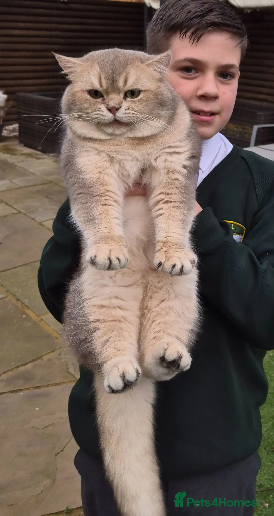 British Shorthair cats for sale: Golden British babies - Advert 2