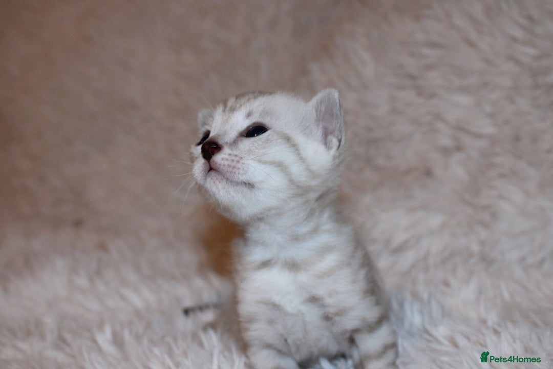 Bengal cats for sale: 😻🐈‍⬛OUTSTANDING PEDIGREE BENGAL 🐈‍⬛ 💯 - Image 10