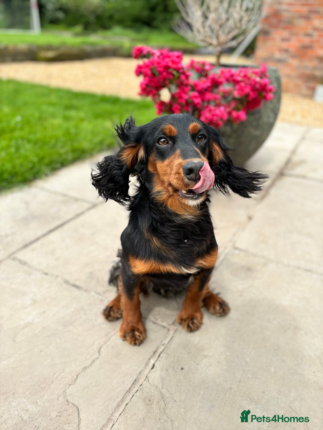 Cocker Spaniel dogs for stud: KC registered Champion bred working cocker  in Middlewich - Image 15