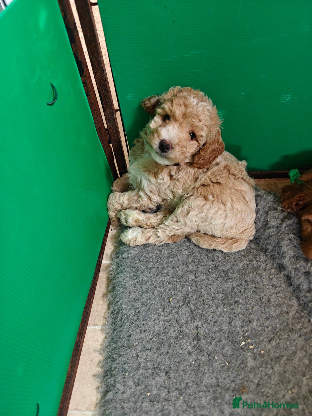 Cockapoo dogs for sale: Gorgous F1B Cockapoo Puppies ready 12th October  - Image 7