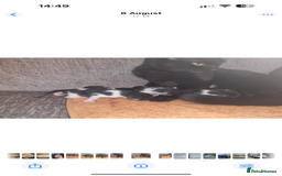 British Shorthair cats for sale: Last girl available ready to leave 13/09! - Image 4