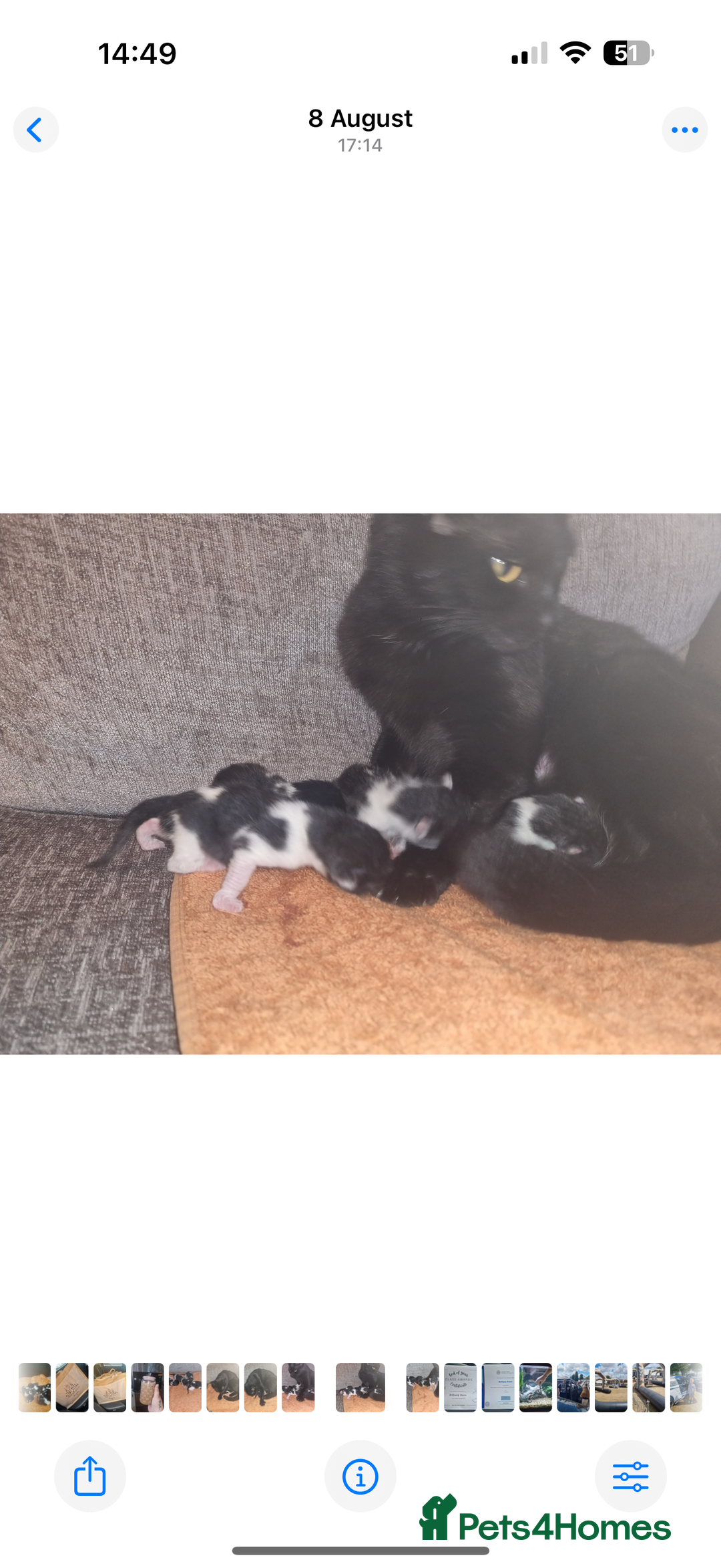 British Shorthair cats for sale: Last girl available ready to leave 13/09! - Image 4