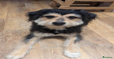 Mixed Breed dogs - Advert 8