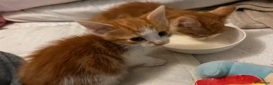 Kitten 2