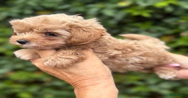 Maltipoo dogs - Advert 7