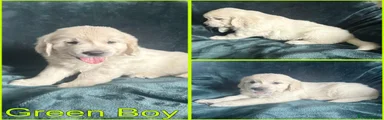 Golden Retriever 2