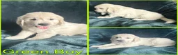 Golden Retriever dogs for sale: BEAUTIFUL GOLDEN RETRIEVER PUPPIES  🐾* - Advert 7