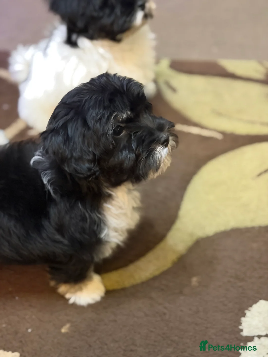 Havanese dogs for sale: ***Beautiful Havanese Puppies *** - Advert 26