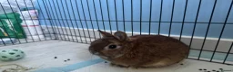 Netherland Dwarf rabbits for sale: 2 Netherland dwarf rabbits - Advert 4