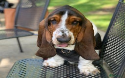 Basset Hound dogs for sale: 6 month Basset Hound seeking home - Image 4