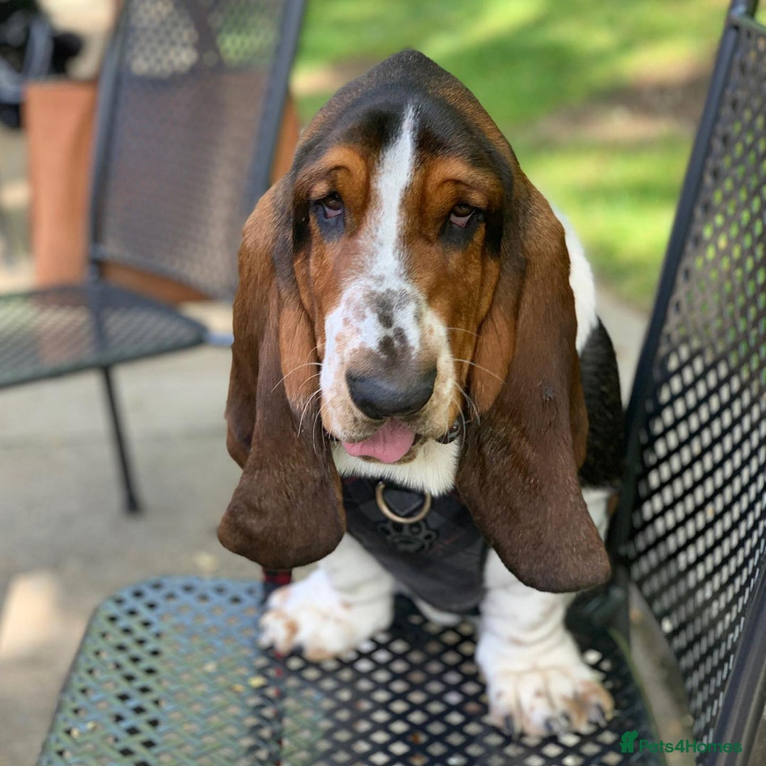 Basset Hound dogs for sale: 6 month Basset Hound seeking home - Image 4
