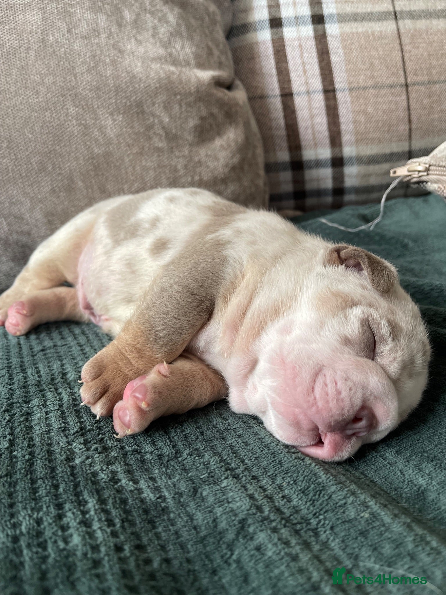 English Bulldog dogs KC reg - Last Fluffy English Bulldog - Male - Advert 2