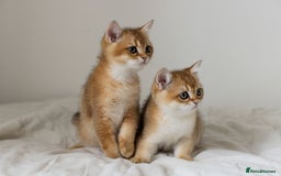 British Shorthair cats for sale: Ready now gorgeus Golden British SH male kitten - Image 13