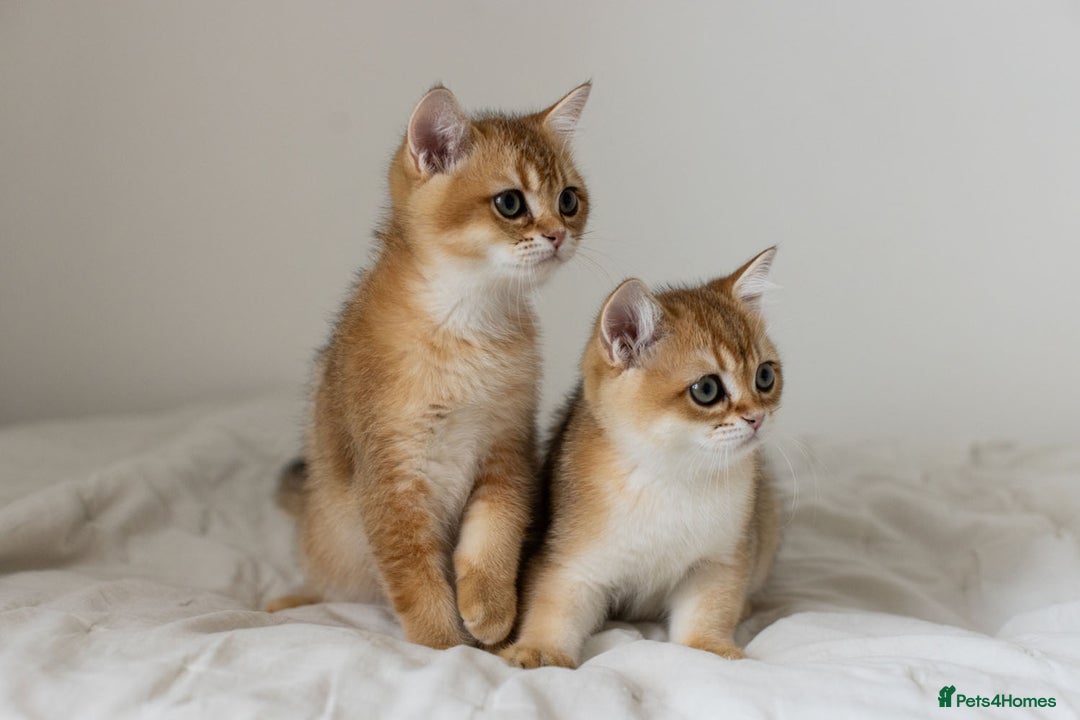 British Shorthair cats for sale: Ready now gorgeus Golden British SH male kitten - Image 13