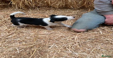 Border Collie dogs - Advert 3