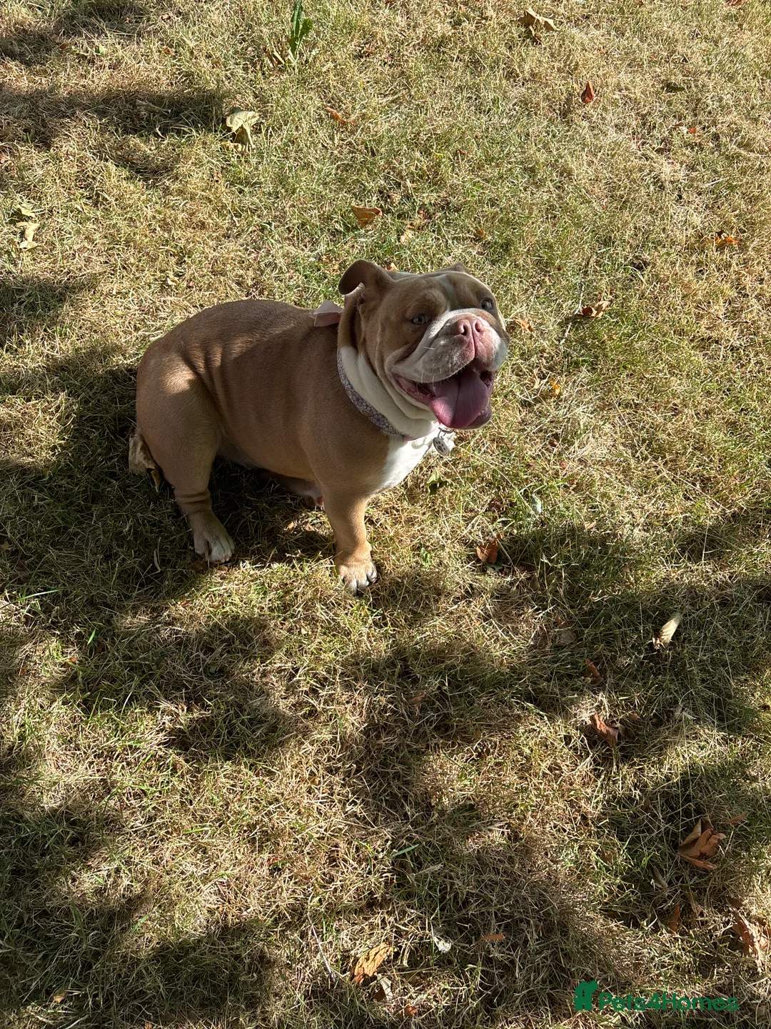 English Bulldog dogs for sale: Destiny  - Advert 2