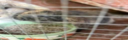 Mini Lop rabbits for sale: Gorgeous Mini Lop Babies various colours  - Advert 5
