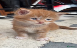 Maine Coon cats for sale: Maine Coon Kittens  - Image 8