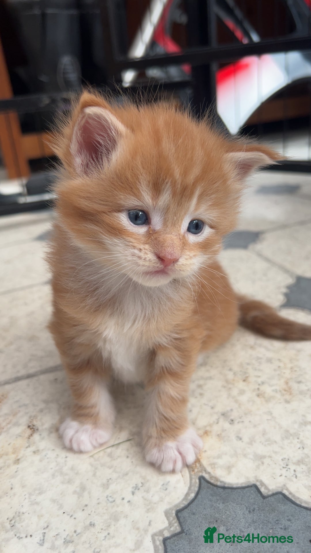 Maine Coon cats for sale: Maine Coon Kittens  - Image 8