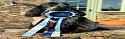 Cocker Spaniel dogs for stud: Stunning KC Show cocker for stud - Advert 1