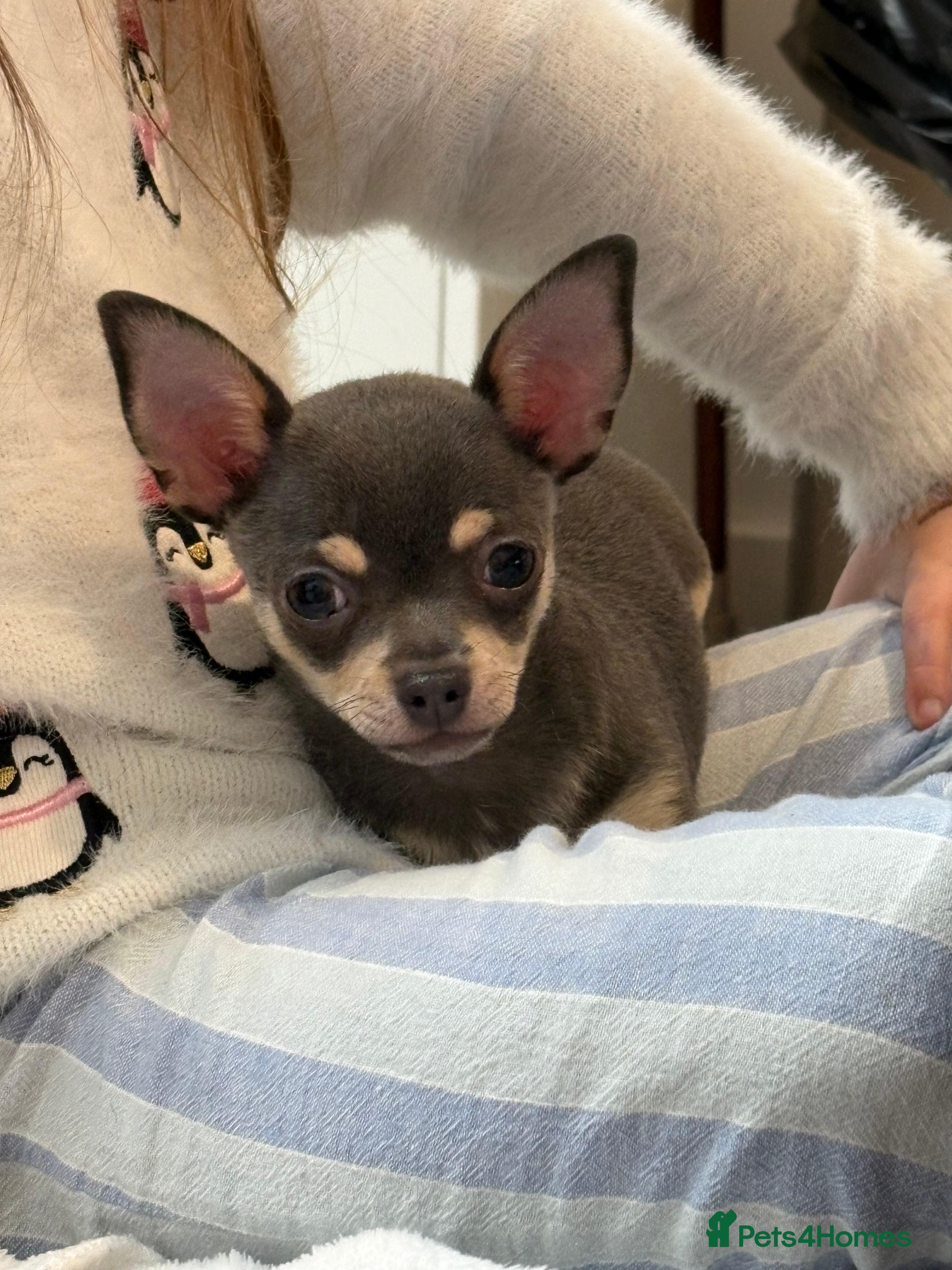 Chihuahua dogs Gorgeous Blue Boy Chihuahua  - Advert 1