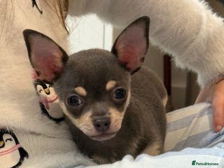 Chihuahua dogs Gorgeous Blue Boy Chihuahua - Advert 1