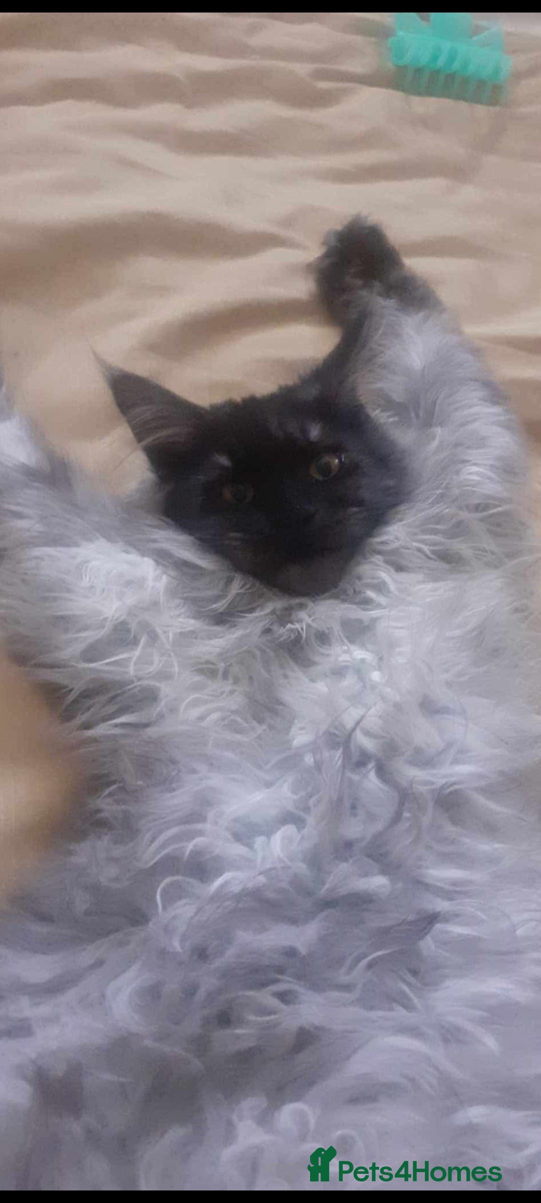 Maine Coon cats for sale: Maine coone kittens  - Advert 14