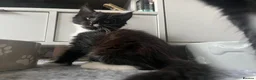 Maine Coon cats for sale: Maine Coon Kittens  - Advert 9