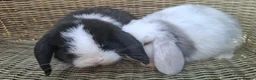 Mini Lop rabbits for sale: Bundles of fluff ready to be reserved  - Advert 12