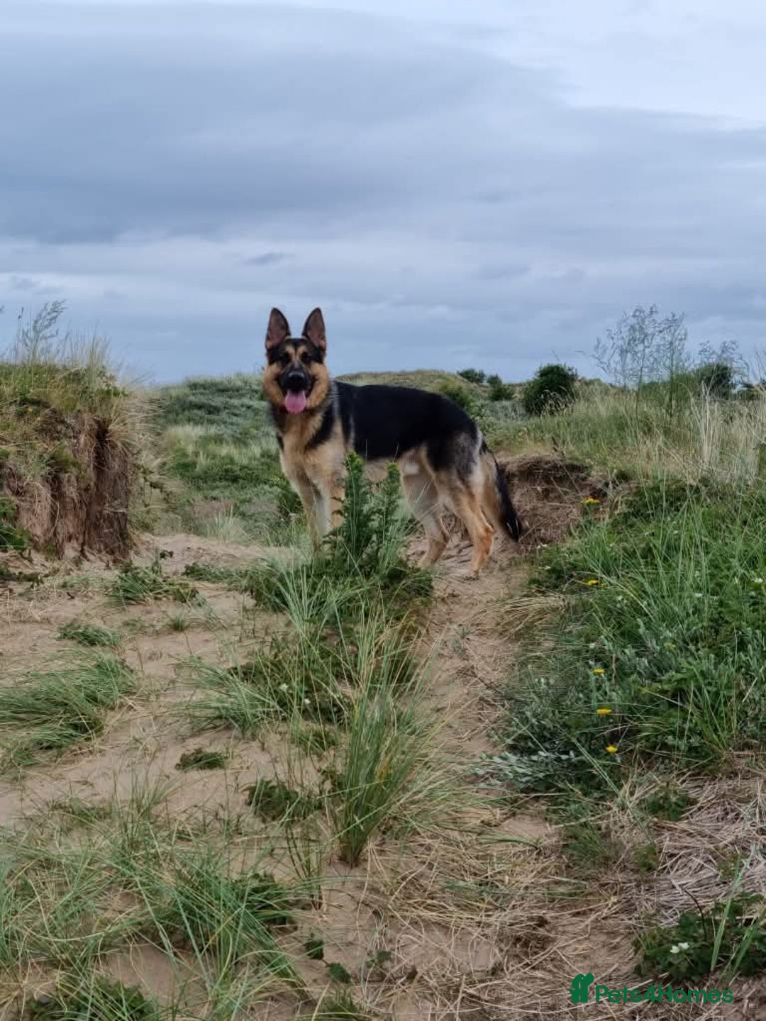 German Shepherd dogs for adoption: Meet Chester, currently residing in Chester - Image 4