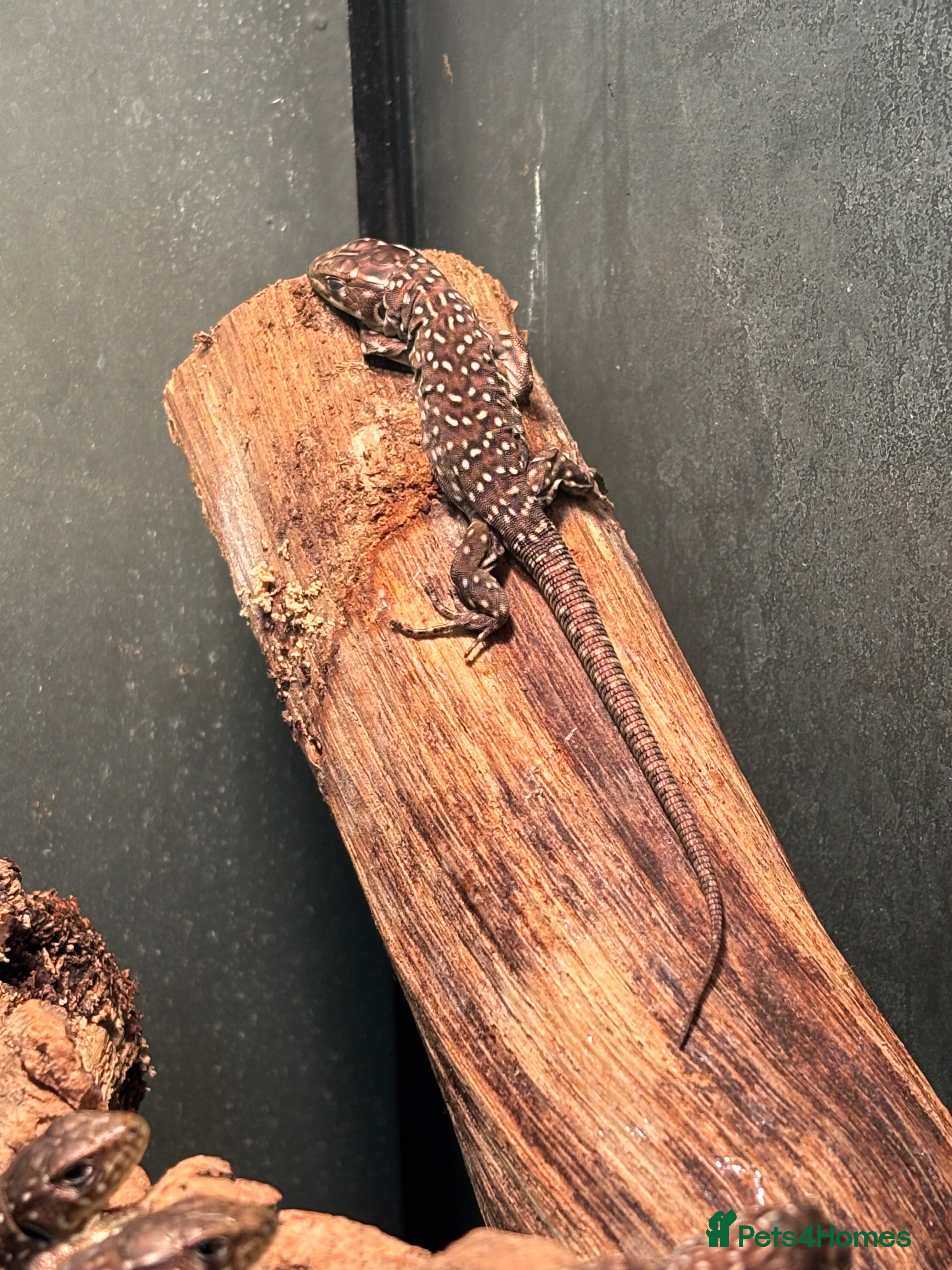 Lizard reptiles Baby jewelled lacerta  european eyed lizards - Advert 10