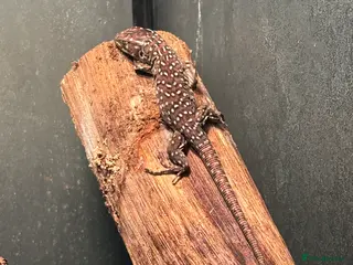 Lizard reptiles Baby jewelled lacerta european eyed lizards - Advert 10