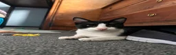 Mixed Breed cats for adoption: Indoor Rescue Mickey Mouse 🖤 in Norwich - Advert 4