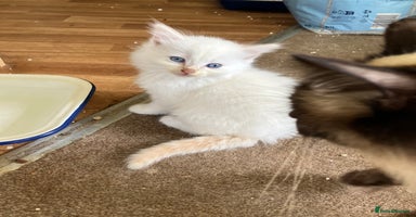Ragdoll cats - Advert 11
