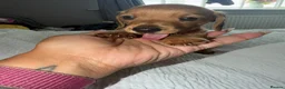 Miniature Dachshund dogs for sale: Miniature Dachsund Puppies - Advert 1
