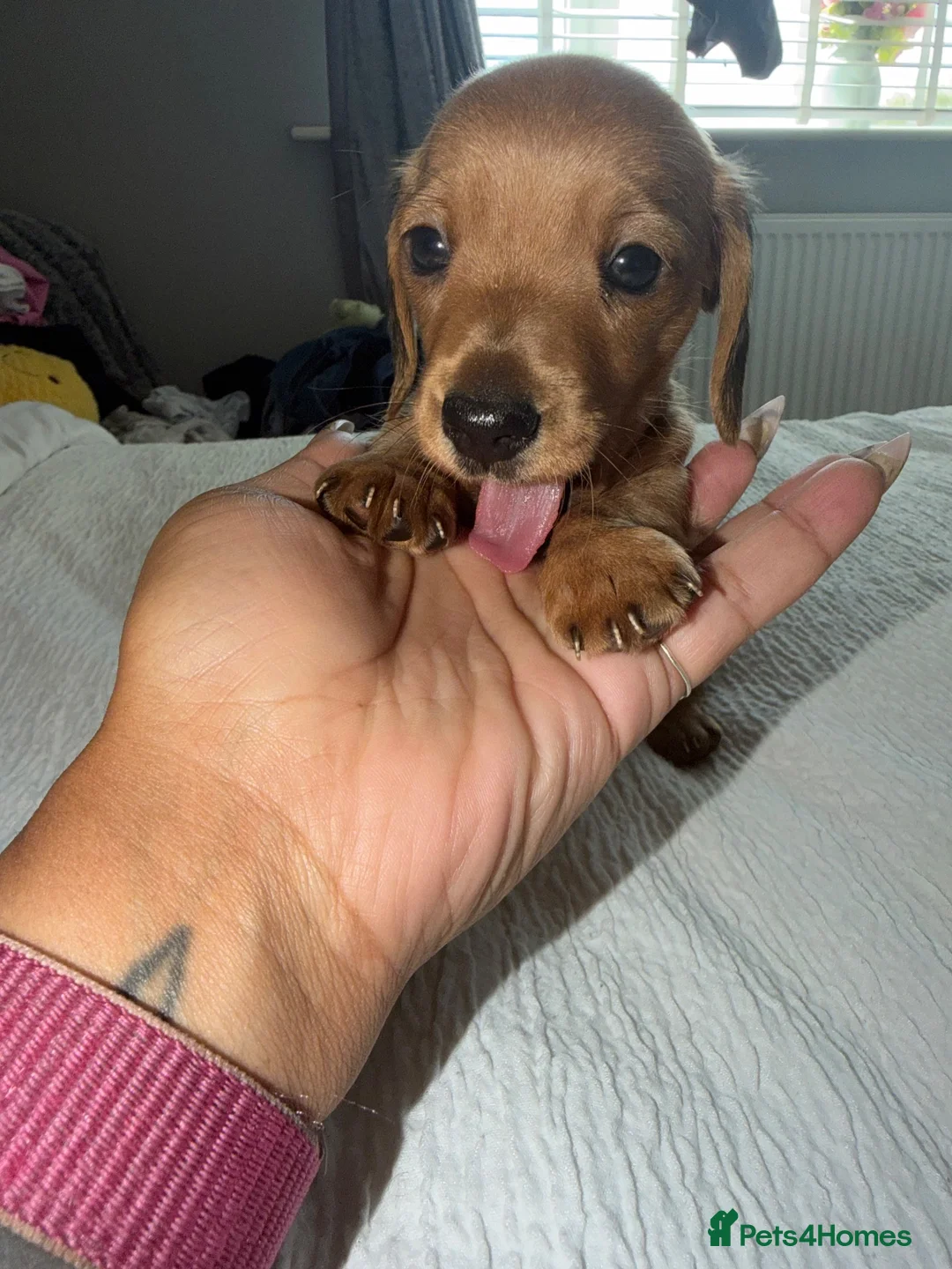 Miniature Dachshund dogs for sale: Miniature Dachsund Puppies - Advert 1