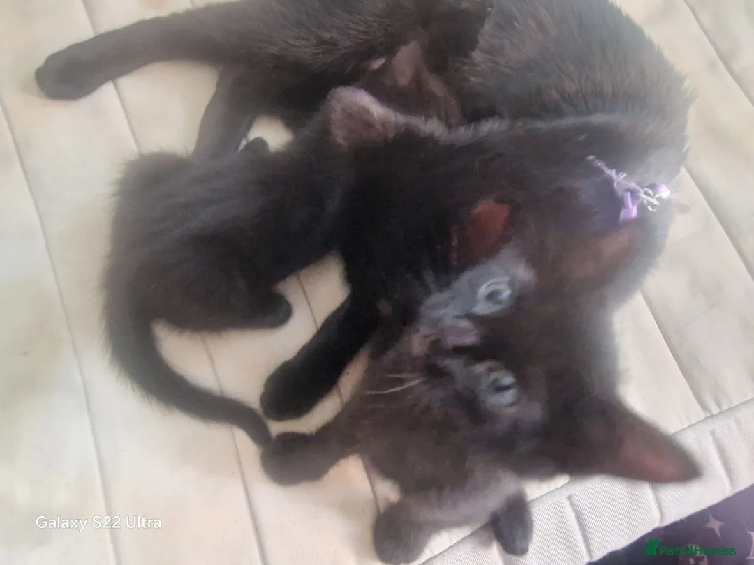 Mixed Breed cats for sale: 5 kittens ready for their forever homes in Kettering - Advert 2