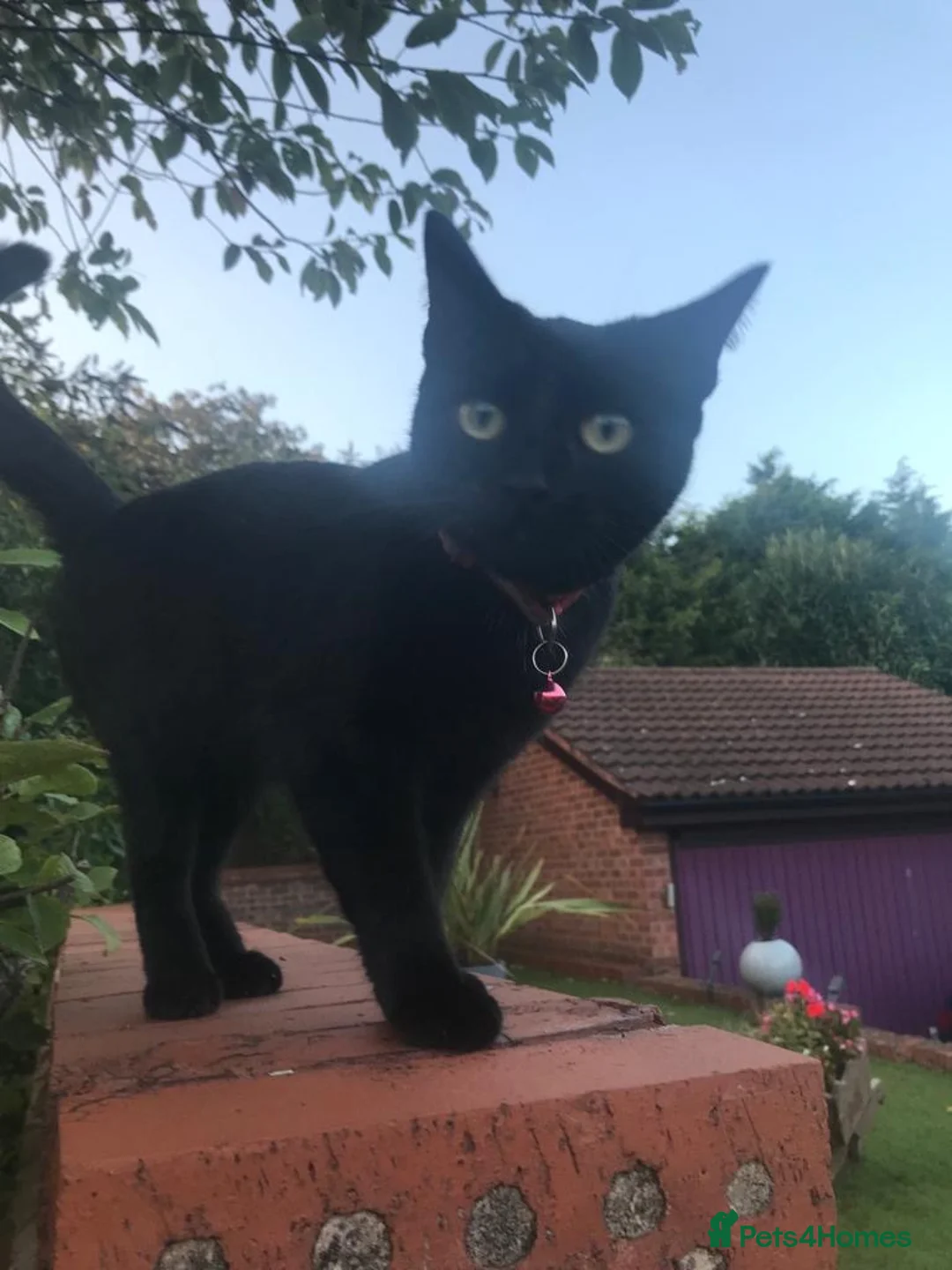 Mixed Breed cats for sale: POPPY - Advert 9