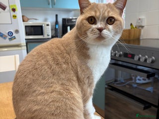 British Shorthair cats - Advert 2