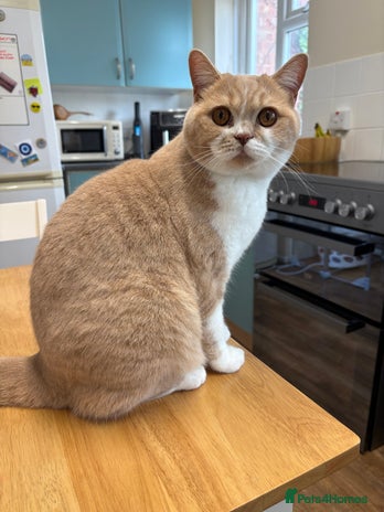 British Shorthair cats - Advert 2