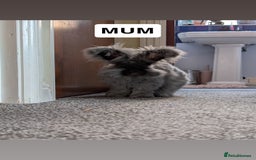 Mixed Breed rabbits for sale: English Angora x Rex Mixed - Advert 10